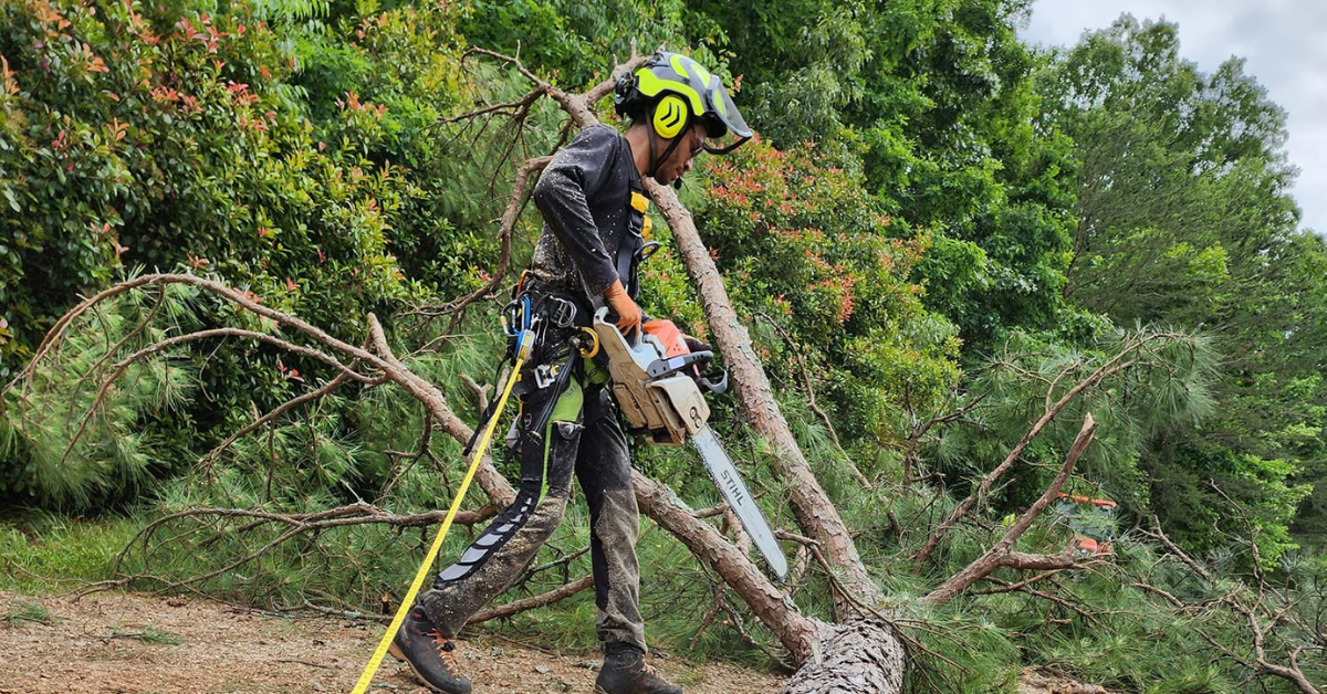 Professional arborist inspecting a mature tree for health and structural safety in Roanoke, VA.