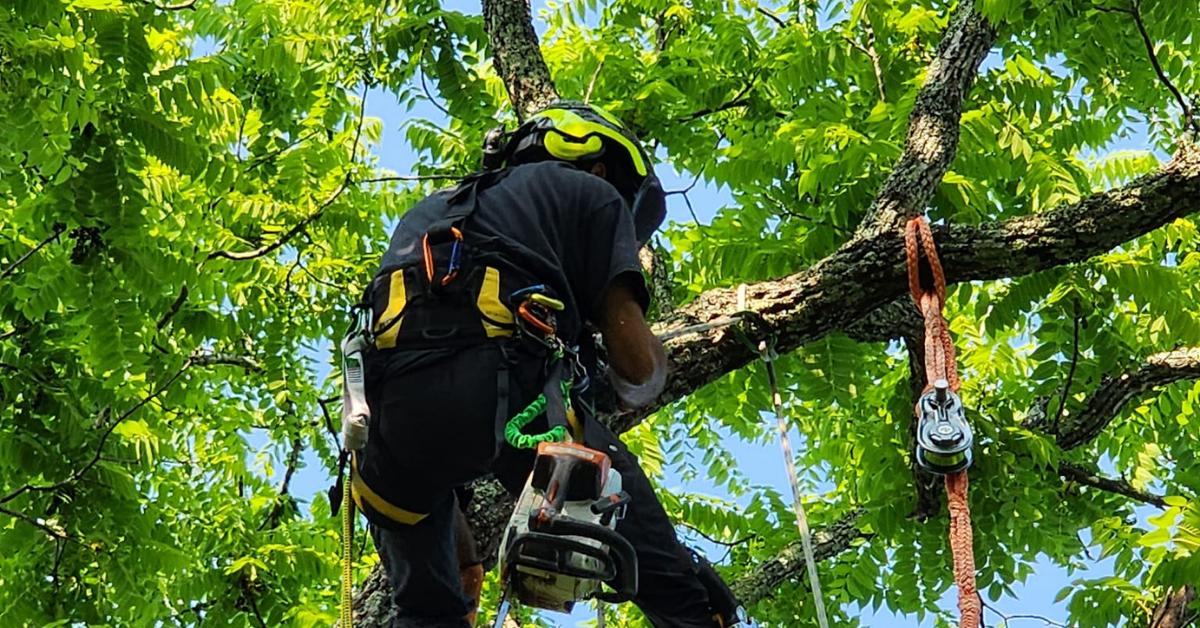 Tree crew trimming mature tree branches at a residential property in Roanoke, VA